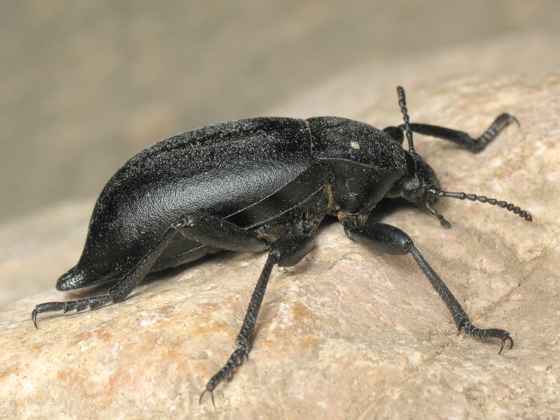 Tenebrionidae Latreille, 1802